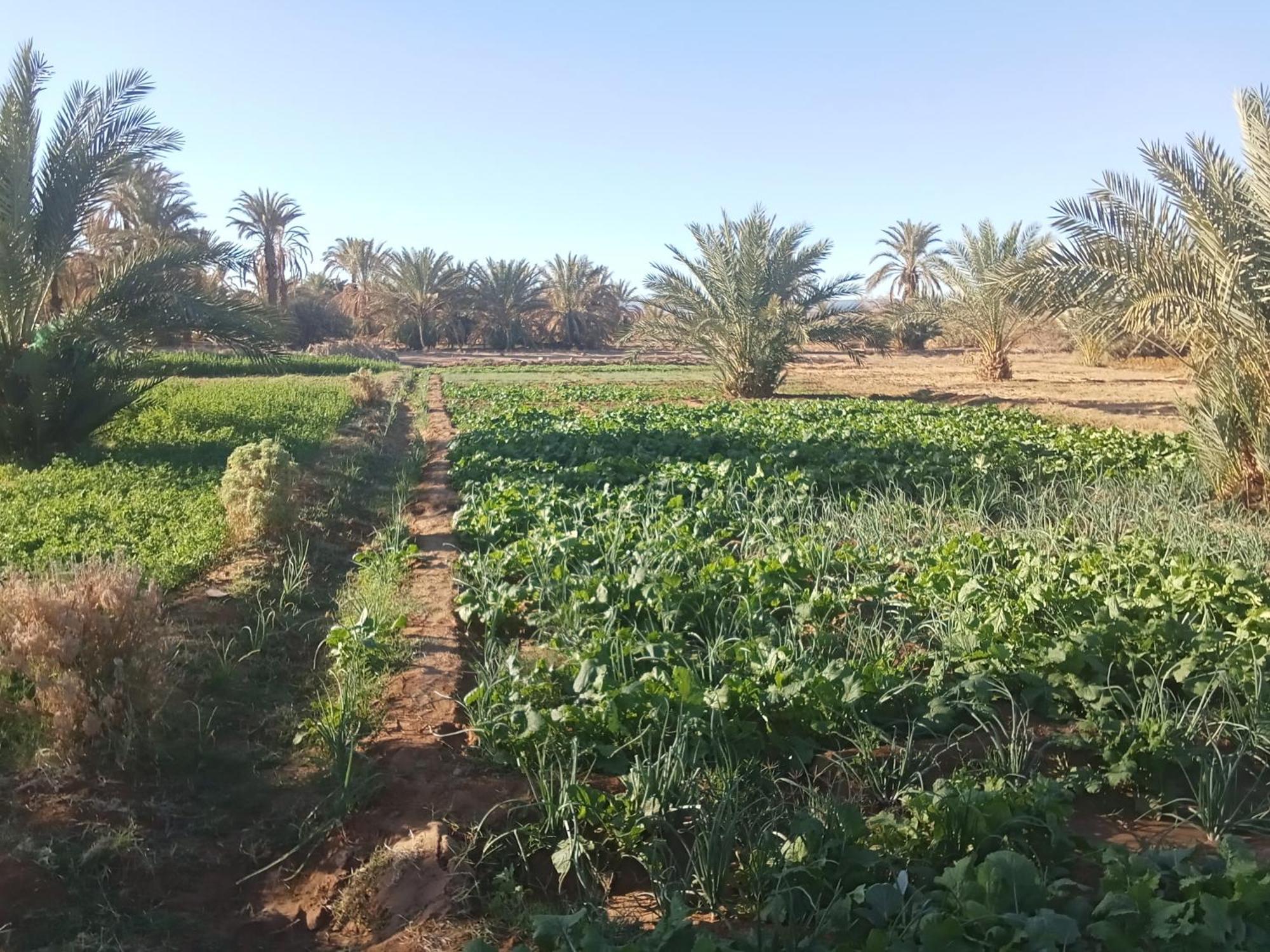 Riad Soleil Du Monde Zagora Luaran gambar