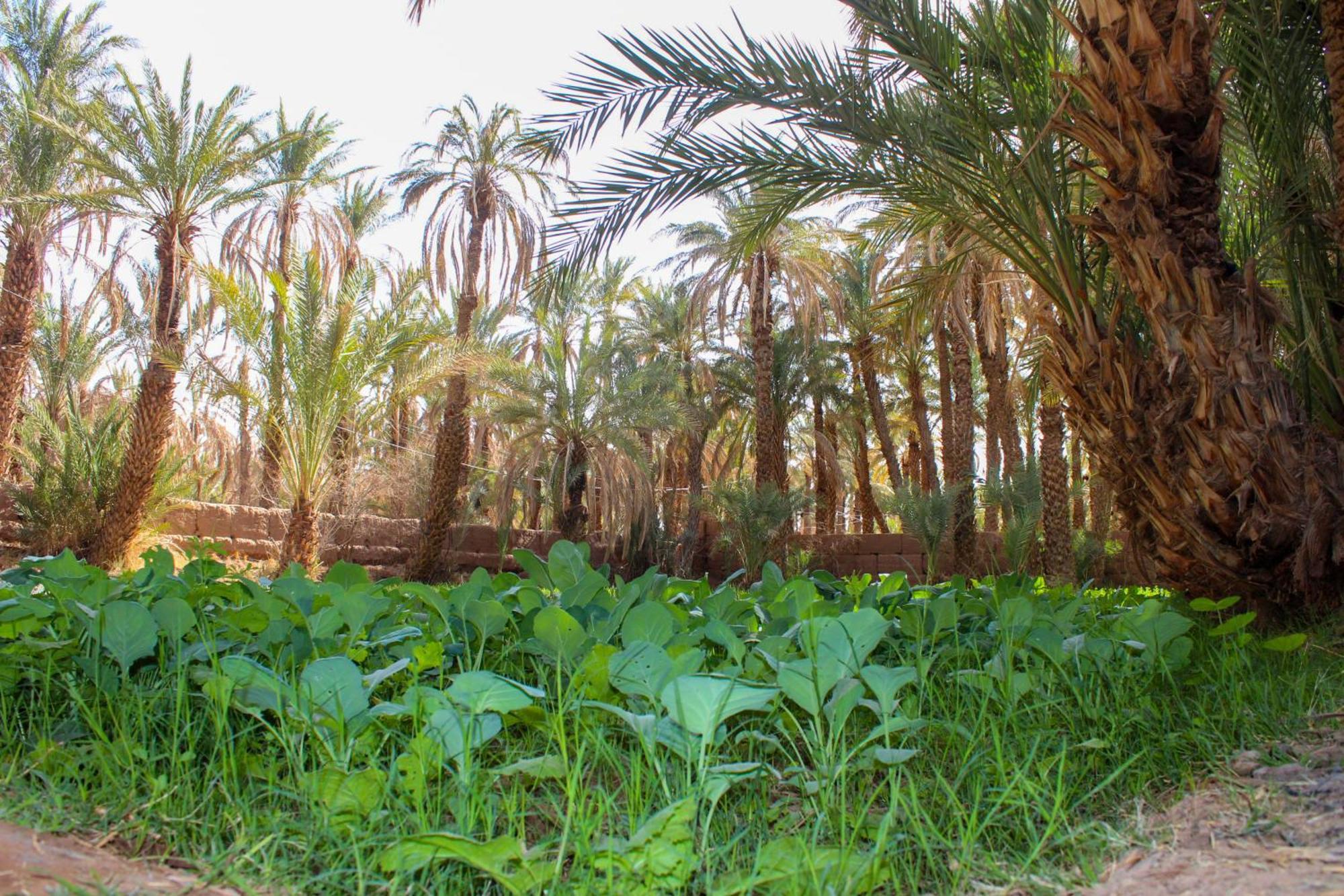 Riad Soleil Du Monde Zagora Luaran gambar